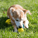 "DentaPlay Dental Ball for Dogs