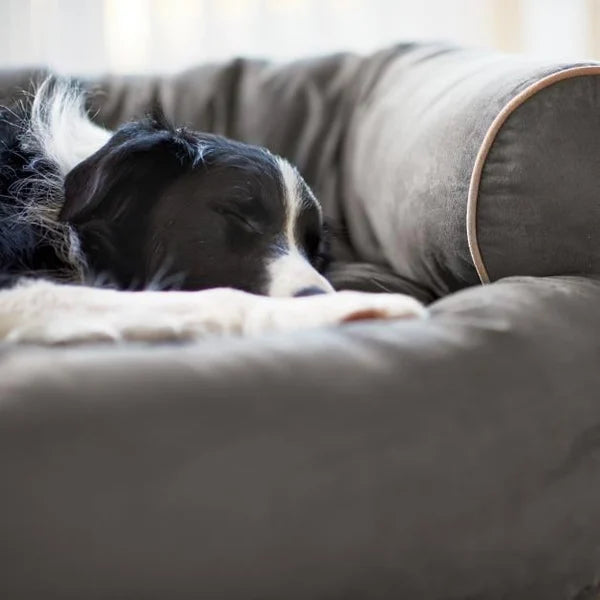 Therapeutic Beds for Your Pet's Sleep: