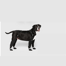 Leggings  to protect your  pet dog!!